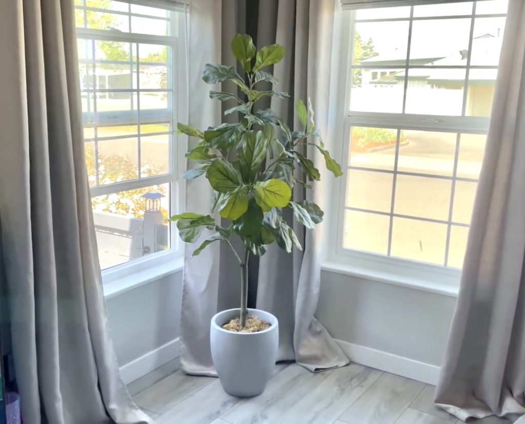 home - energy - feng shui - potted plant - windows with natural lighting 